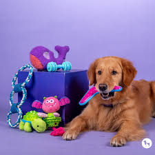 Toys & Enrichment