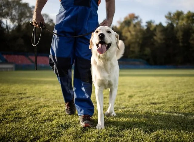Walk & Training